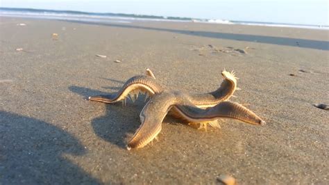 Starfish Walking On The Beach Roddlyterrifying