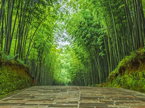5 Fakta Tentang Pohon Bambu China Nomor 3 Bikin Tercengang