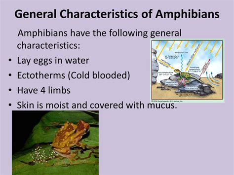 Ppt Amphibians And Mammals Powerpoint Presentation Free Download