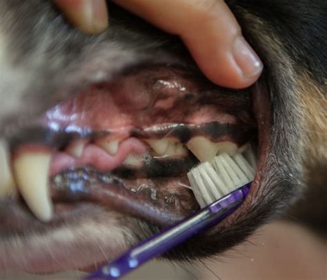 Healthy Gums In Dogs