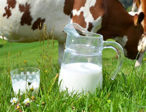 Leche De Vaca Conoce Los Sustitutos Ideales Porlavisión