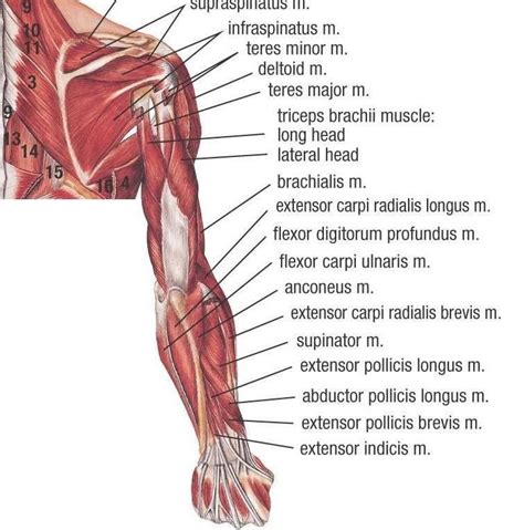 Muscles Of Upper Limb
