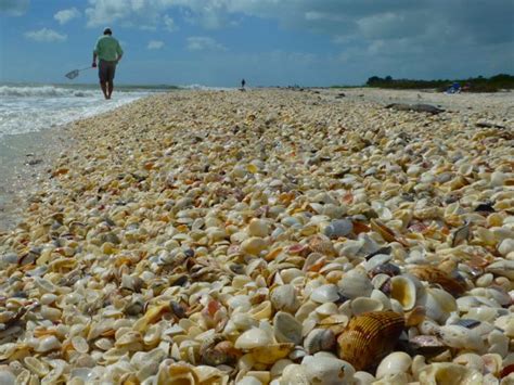 Hurricane Sandy Sprinkles Seashells On Sanibel I Love Shelling