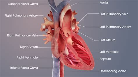 Interactive Heart Anatomy