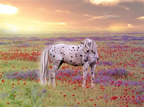 White Spotted Horse In Field Of Flowers Art Horses Flower Field
