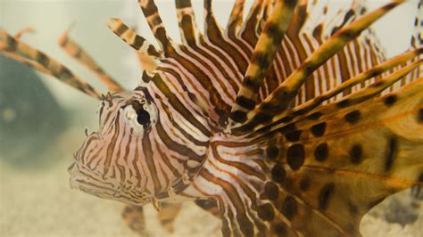 Lionfish An Invasive Species South Carolina Aquarium