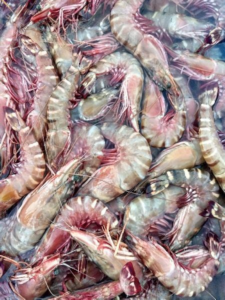 Tiger Prawns At Best Price In Visakhapatnam Ashraya Marine Foods