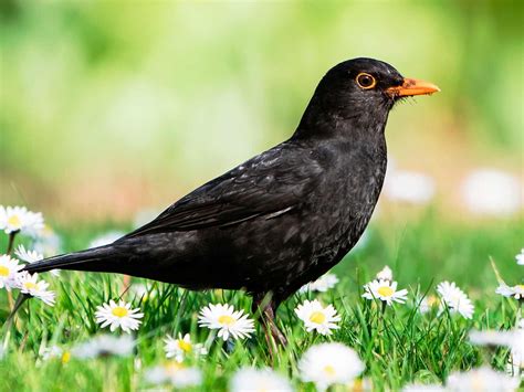 19 common British birds in your garden | lovethegarden Common British