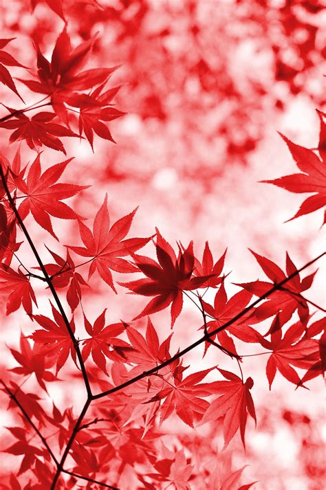Hd Wallpaper Red Maple Leaves Tree Foliage Japanese Maple Leaf