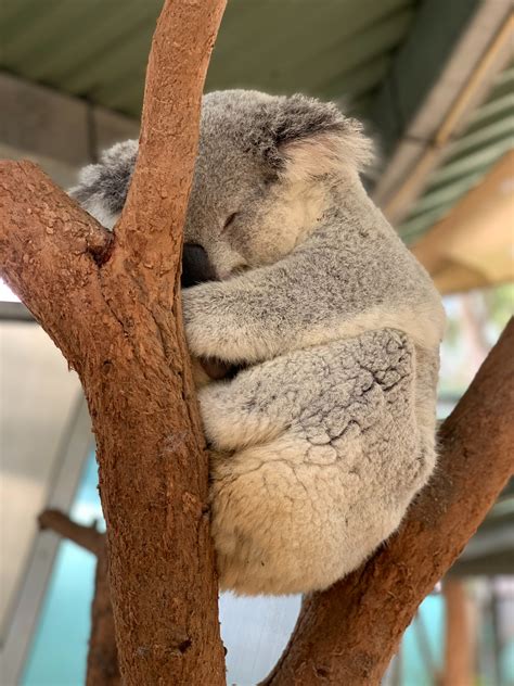 Sleeping Koala Bear On Tree · Free Stock Photo