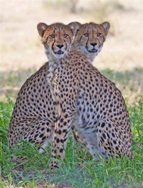1000 Images About Cheetahs On Pinterest Mom Kiss And