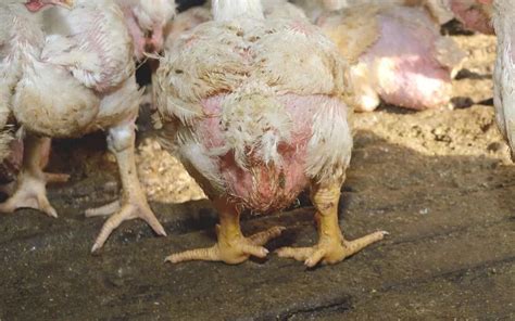 Vent Gleet In Chickens Causes And Treatment Learnpoultry