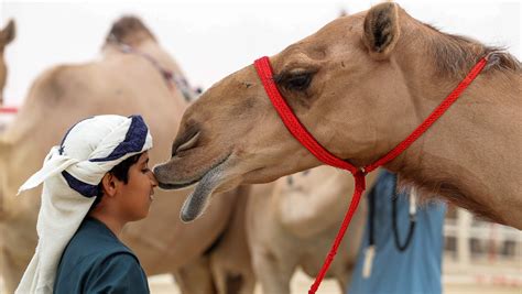 Camels Kicked Out Of Saudi Beauty Pageant For Botox Use