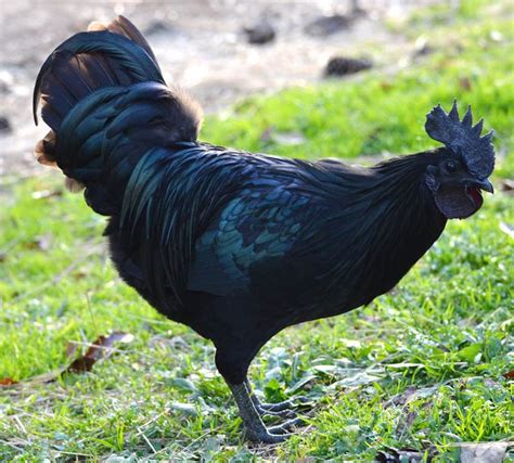 Look At This Picture Of A Black Cock The