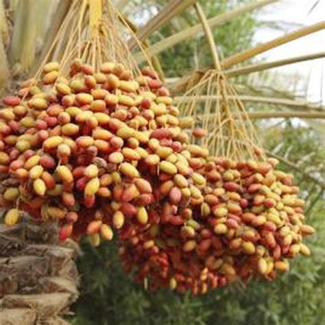 How To Grow Date Trees From A Seed Dates Tree Date Plant Seeds