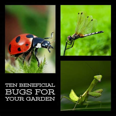 The 10 Best Bugs For Your Garden Dengarden