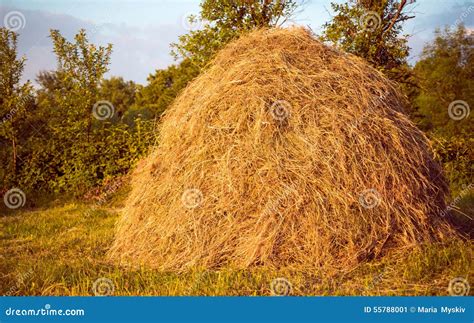 Stack Of Dried Hay Stock Image Image Of Natural Grass 55788001
