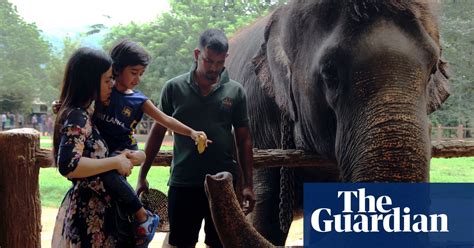 Can Sri Lankas Elephants And Humans Learn To Live Together In