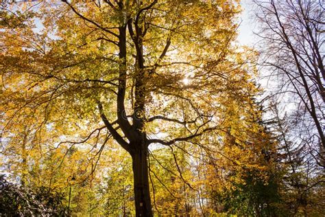 Magical Old Tree With Sun Rays In The Morning Amazing Forest In Fog Stock Image Image Of Leaf