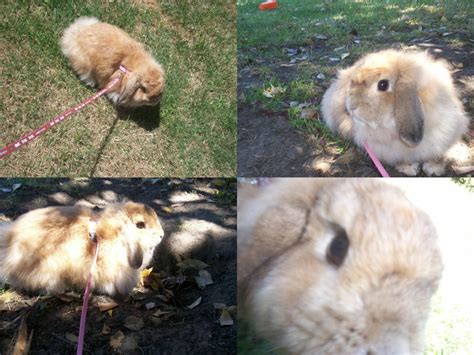 How To Train Your Bunny To Walk On A Leash Hubpages