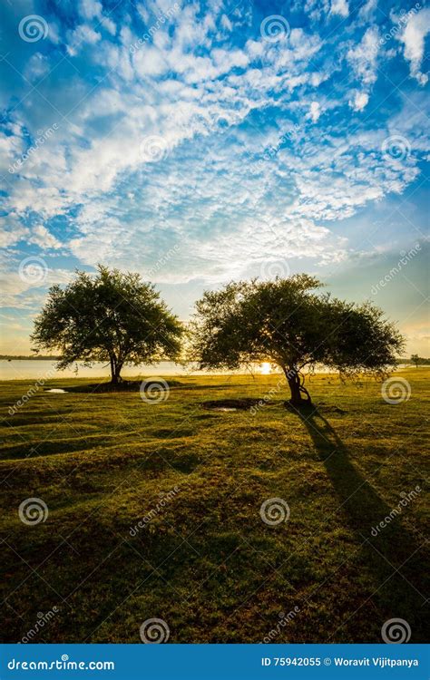 Sunrise Trees And Grass Stock Image Image Of Early 75942055