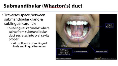 Whartons Duct