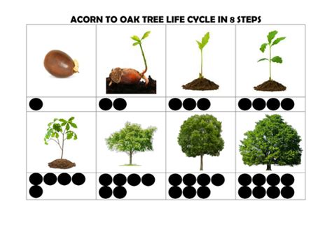 Two of the most common oak trees are the red oak and the white oak. Acorn to oak tree life cycle in 8 steps by bolali ...
