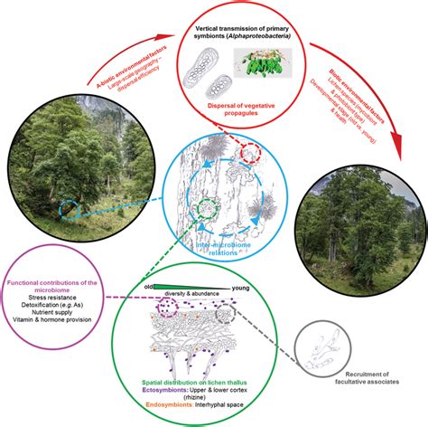 A Holistic View Of The Lichen Microbiome Diversity And Identified