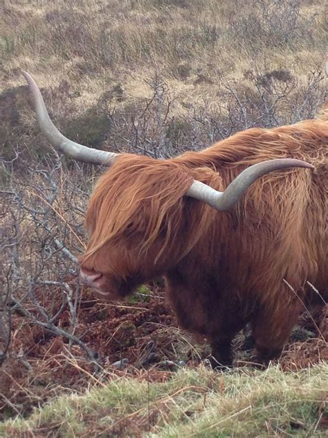 Highland Coo Scottish Cow Highland Cow