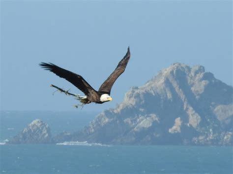 Bald Eagle With Nesting Materials Mendonoma Sightings