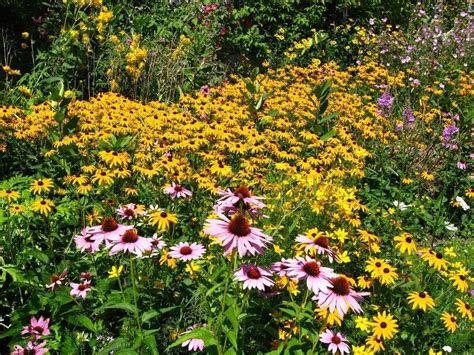 A Wildflower Garden In Your Backyard Gardening Know How Wildflower