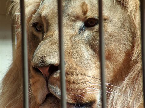 Free Images Wildlife Zoo Mane Fauna Lion Cage Close Up Nose