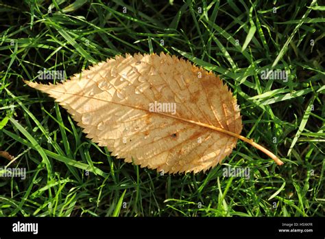 Wet Autumn Leaf Laying In Wet Grass Stock Photo Alamy