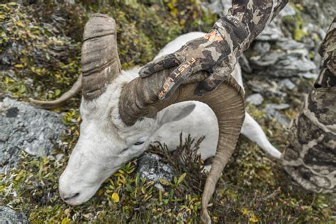 Dall Sheep Hunt On Alaska Public Land Wilderness Athlete Journal