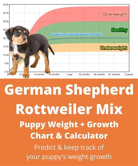 German Shepherd Rottweiler Mix Weightgrowth Chart 2024 How Heavy