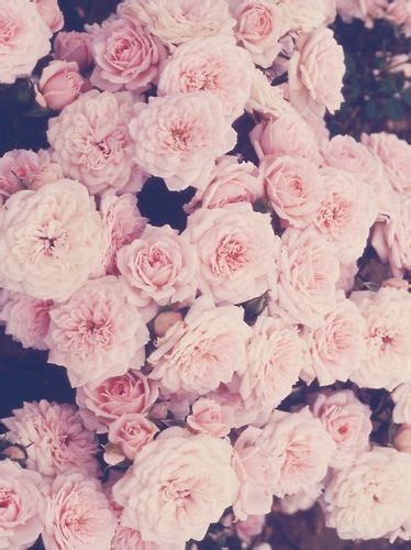 Free Download Roses Vintage Iphone Wallpaper Ipod And Iphone Things