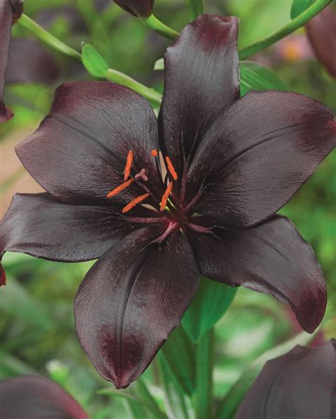 Lily Night Rider Bulbs — Buy Black Lilies Online At Farmer Gracy Uk
