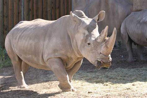 White Rhinoceros New Beautiful Pictures 2013 Top Hd