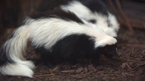 Fun Facts About Skunks Telegraph