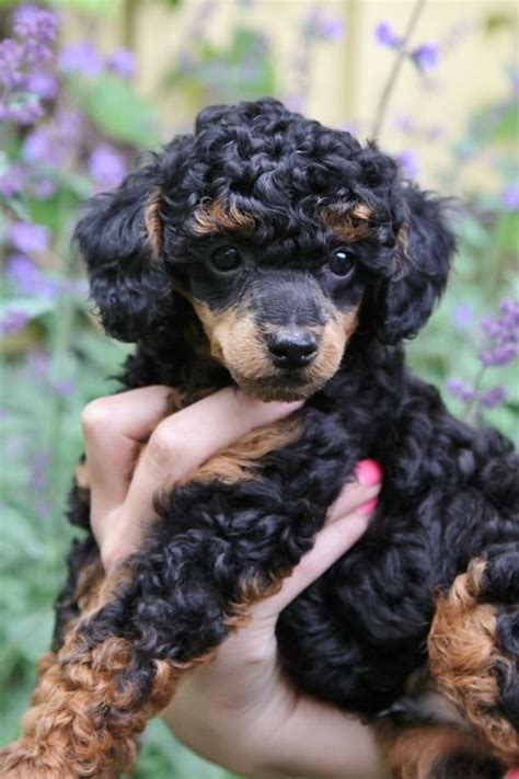 223 Best Multi Colored Poodles You Have To Love Em Images On Pinterest