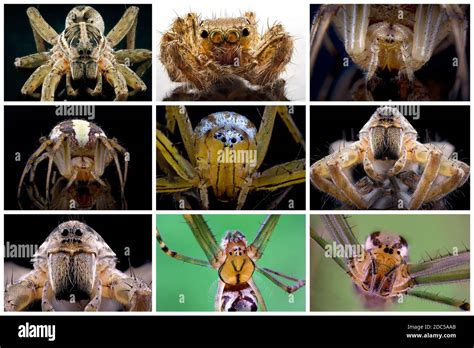 Wolf Spider Fangs Macro Cut Out Stock Images And Pictures Alamy