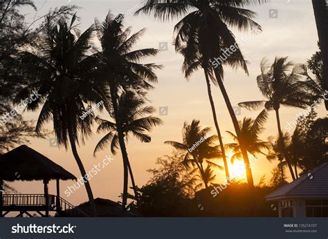 Silhouette Palm Trees At Sunset Stock Photo 135216107