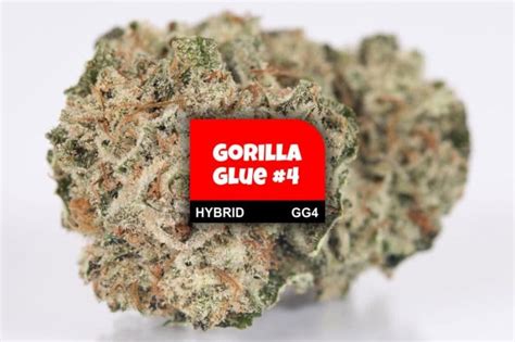 Gorilla Glue 4 Cannabis Strain Profile With Ratings And Reviews