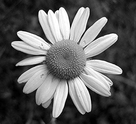 Black And White Daisy Wallpapers Top Free Black And White Daisy