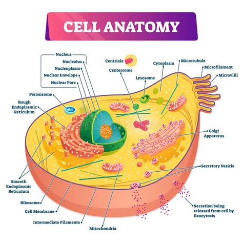 Cell Anatomy Vector Illustration Labeled Educational Structure Diagram