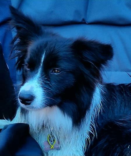 Blossom Is A Loyal Border Collie Who Loves To Go Camping Border