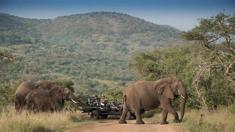 Top 5 Safaris In South Africa Guide To South Africa Safaris