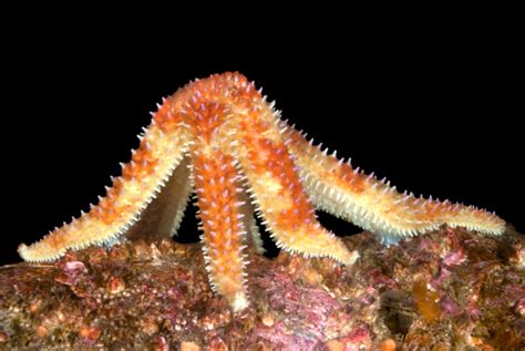 10 Mind Bending Facts About Sea Stars Listverse