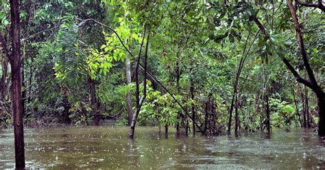 Facts About Amazon Rainforest Manaus Brazil Encircle Photos