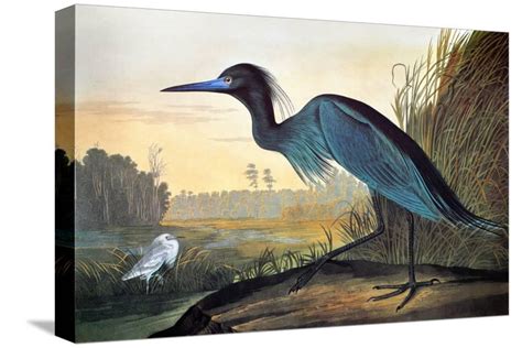Audubon Little Blue Heron Animals Gallery Wrapped Canvas Print Wall